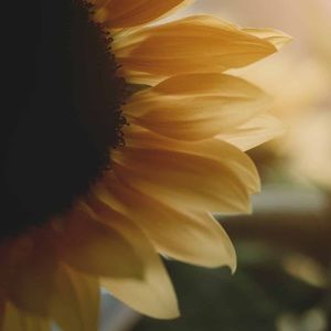 Bundle for Anna 🌻